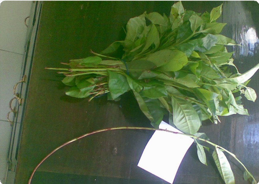 Coarse, mature leaves — what we refuse to accept
