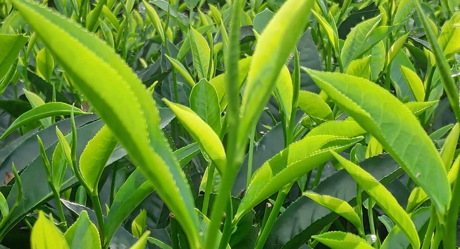 Close-up of fresh tea shoots with two tender leaves and a bud