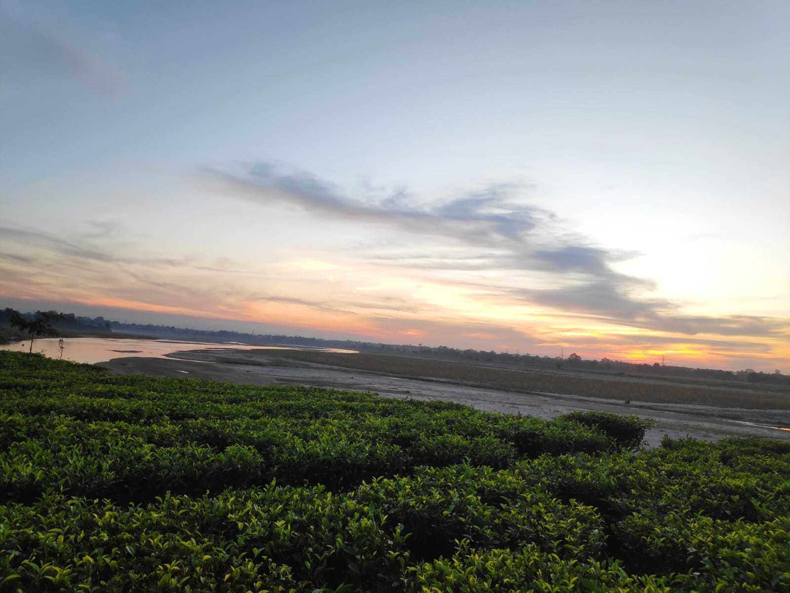 Mist-laden tea gardens of Assam along the Brahmaputra valley